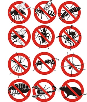 obtener un precio de una empresa de exterminio que puede fumigar los avispones de su hogar o negocio en Alaska y ayudarle a prevenir futuras infestaciones